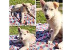 3 Ausky puppies left
