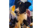 Eskland puppy