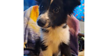 Eskland puppy
