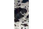 5 AkC registered Australian Shepherds