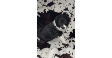 5 AkC registered Australian Shepherds