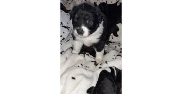 5 AkC registered Australian Shepherds