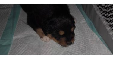 5 AkC registered Australian Shepherds