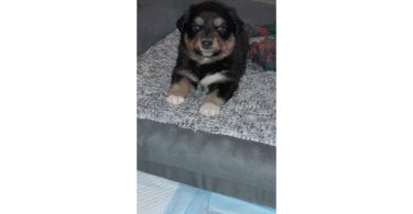 5 AkC registered Australian Shepherds