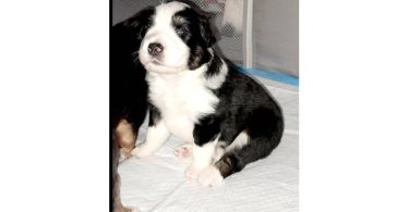 5 AkC registered Australian Shepherds
