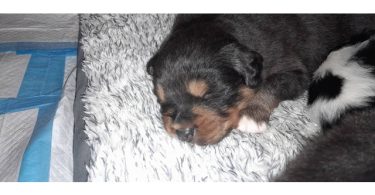 5 AkC registered Australian Shepherds