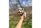 Beautiful Shibaranian puppies for sale