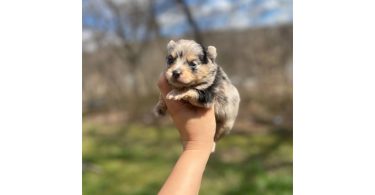 Beautiful Shibaranian puppies for sale