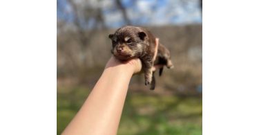 Beautiful Shibaranian puppies for sale