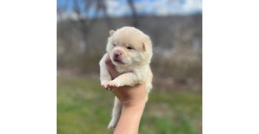 Beautiful Shibaranian puppies for sale