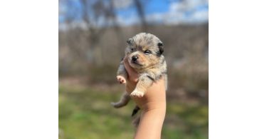 Beautiful Shibaranian puppies for sale