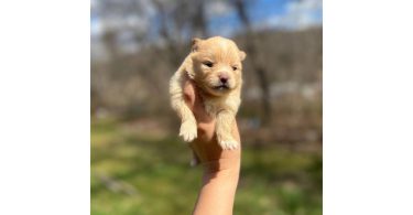 Beautiful Shibaranian puppies for sale