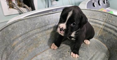 2 Full blooded Boxer puppies for sale