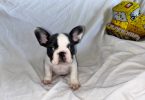 AKC registered French Bulldog pups