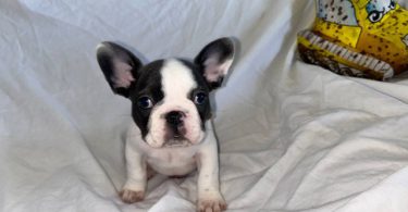 AKC registered French Bulldog pups
