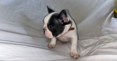 AKC registered French Bulldog pups
