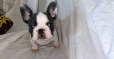 AKC registered French Bulldog pups