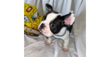 AKC registered French Bulldog pups