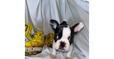 AKC registered French Bulldog pups
