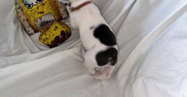 AKC registered French Bulldog pups