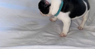 AKC registered French Bulldog pups