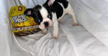 AKC registered French Bulldog pups