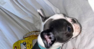 AKC registered French Bulldog pups