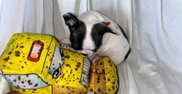 AKC registered French Bulldog pups