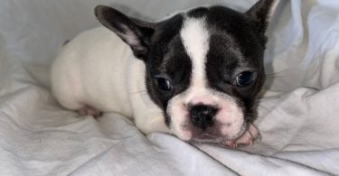 AKC registered French Bulldog pups