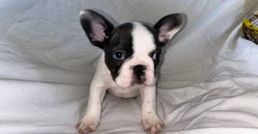 AKC registered French Bulldog pups