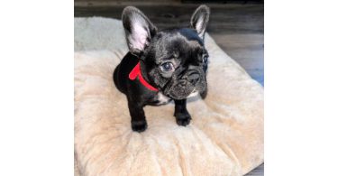 AKC registered French Bulldog pups