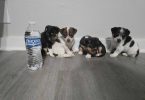 4 cute Chihuahua babies
