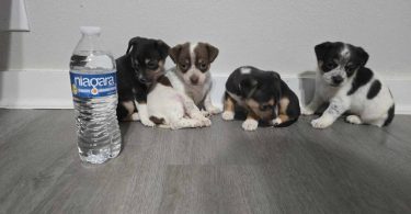 4 cute Chihuahua babies