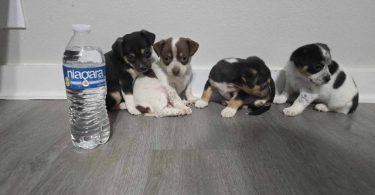 4 cute Chihuahua babies