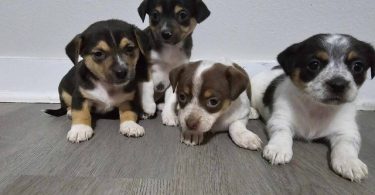 4 cute Chihuahua babies