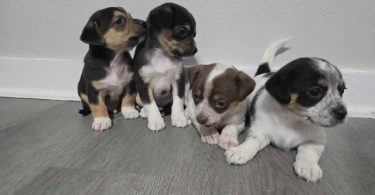 4 cute Chihuahua babies