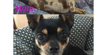 4 cute Chihuahua babies
