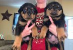 5 Rottweiler puppies for sale