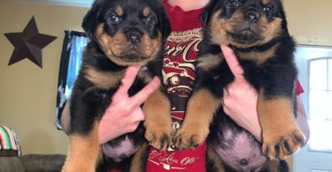 5 Rottweiler puppies for sale