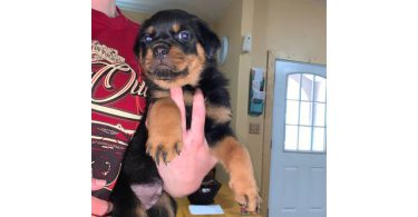 5 Rottweiler puppies for sale