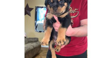5 Rottweiler puppies for sale