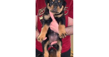 5 Rottweiler puppies for sale