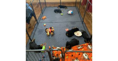 5 Rottweiler puppies for sale