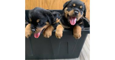 5 Rottweiler puppies for sale