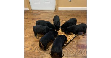 5 Rottweiler puppies for sale