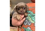 Shitzu Weenie Puppies