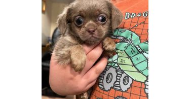 Shitzu Weenie Puppies