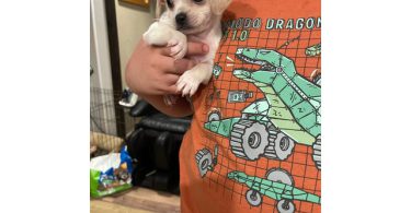 Shitzu Weenie Puppies