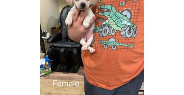 Shitzu Weenie Puppies
