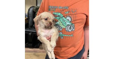 Shitzu Weenie Puppies